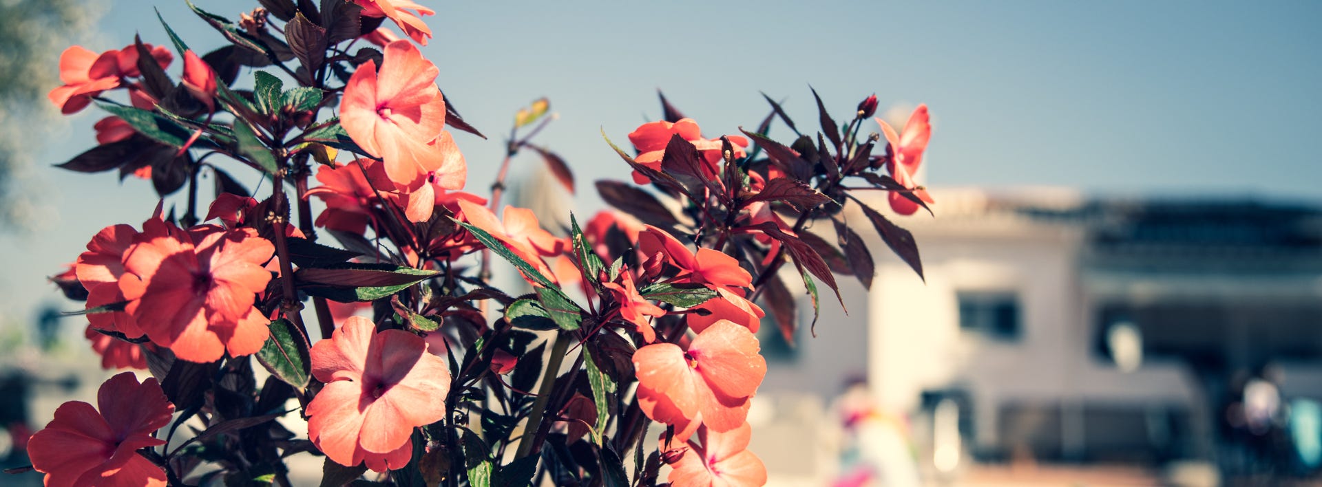 Foto struik Casa Rubi